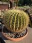 Preview: Ferocactus grusonii